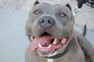 Pit Bull Law - Riverside Personal Injury Attorney - Heiting & Irwin Attorneys At Law