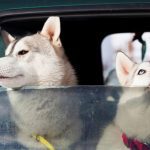 What Drivers Need To Know About Reducing Risks Of Animal Car Accidents