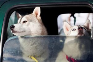 What Drivers Need To Know About Reducing Risks Of Animal Car Accidents