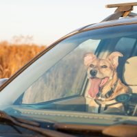 Do Dogs Cause Distracted Driving?